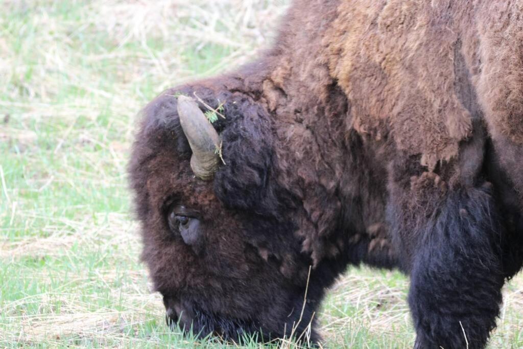 Bison Lodge - Lg Home - 2 Bedrooms - Less Than 5 Miles To Yellowstone North Entrance, Sleeps Up To 8 가디너 외부 사진