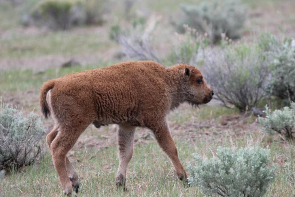 Bison Lodge - Lg Home - 2 Bedrooms - Less Than 5 Miles To Yellowstone North Entrance, Sleeps Up To 8 가디너 외부 사진