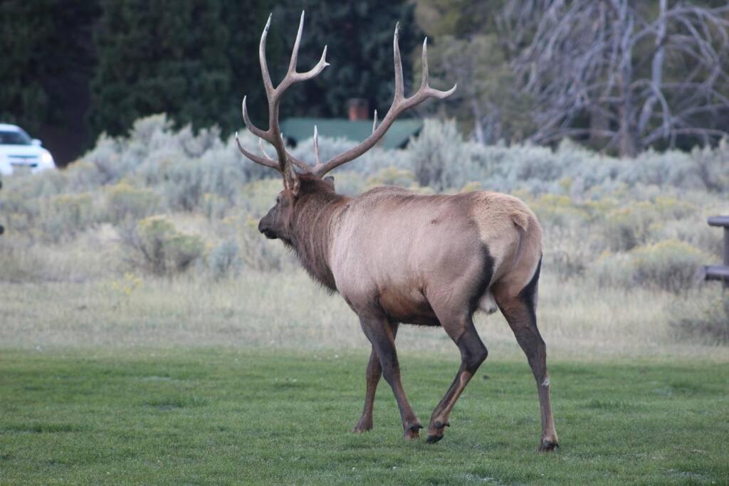 Bison Lodge - Lg Home - 2 Bedrooms - Less Than 5 Miles To Yellowstone North Entrance, Sleeps Up To 8 가디너 외부 사진