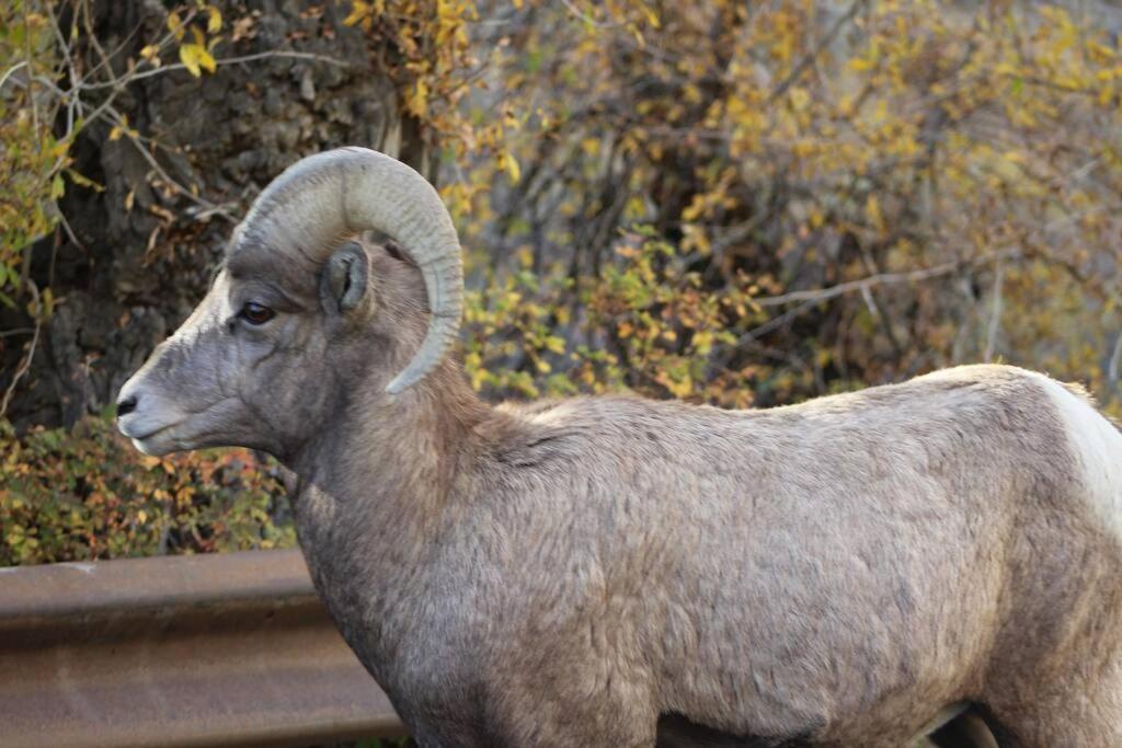 Bison Lodge - Lg Home - 2 Bedrooms - Less Than 5 Miles To Yellowstone North Entrance, Sleeps Up To 8 가디너 외부 사진
